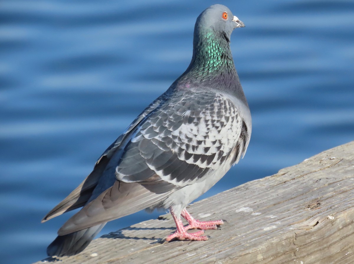 Rock Pigeon (Feral Pigeon) - ML213650151