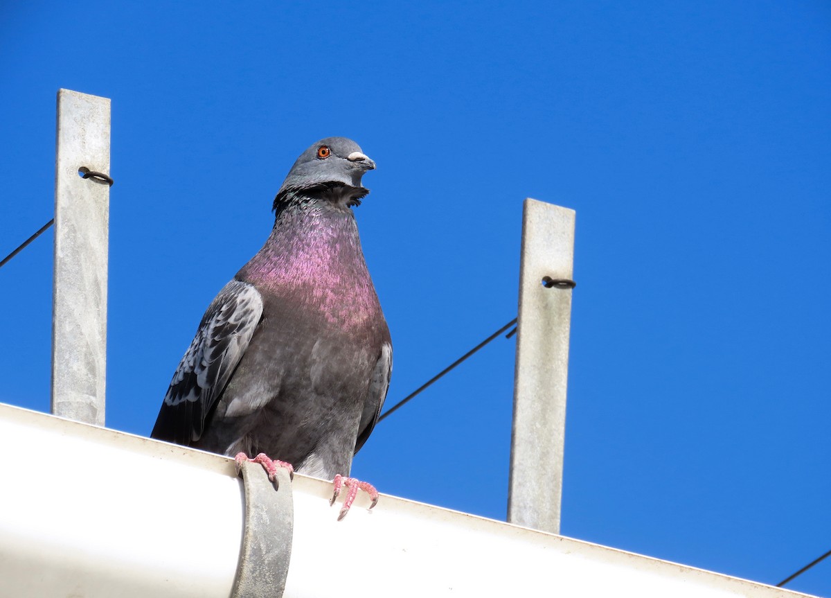 Rock Pigeon (Feral Pigeon) - ML213650161