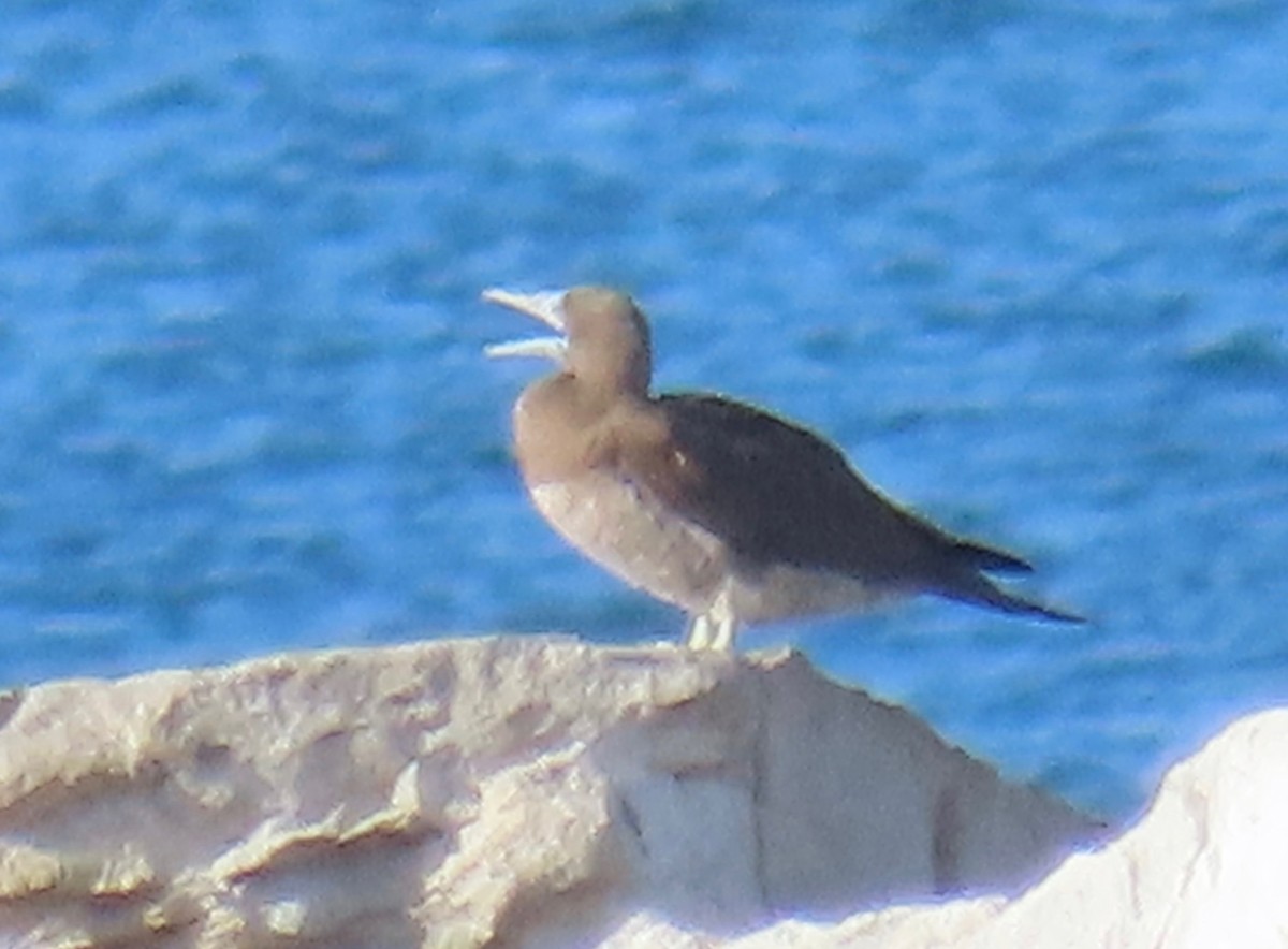 Brown Booby - ML213650211