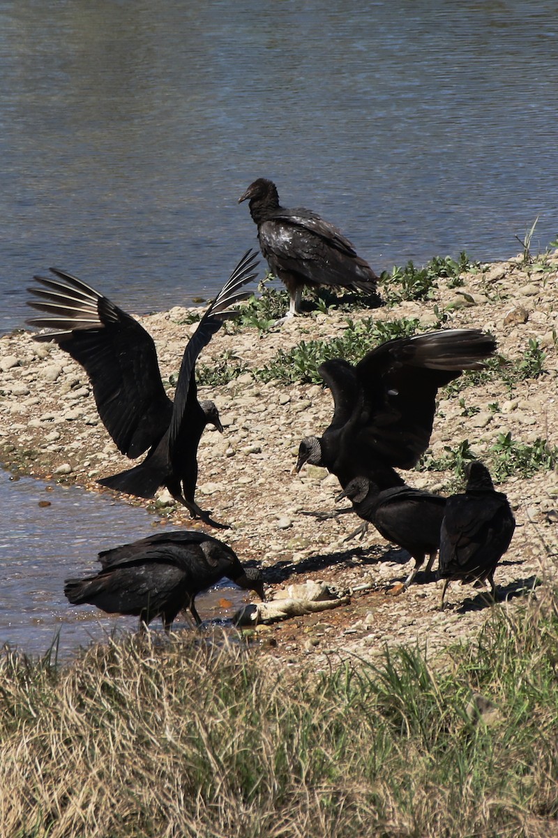 Black Vulture - ML213650331