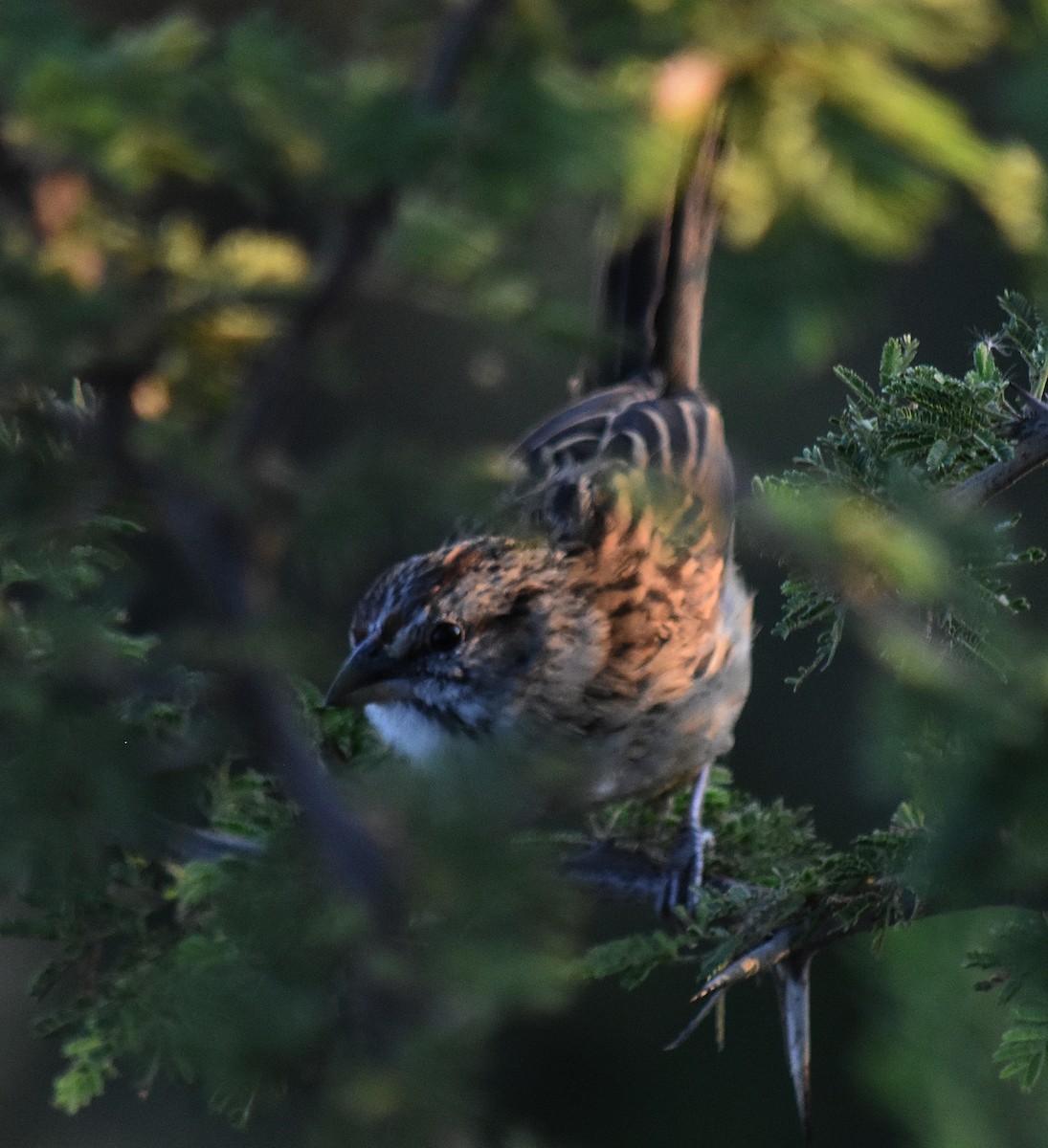 Chaco Sparrow - ML213650421