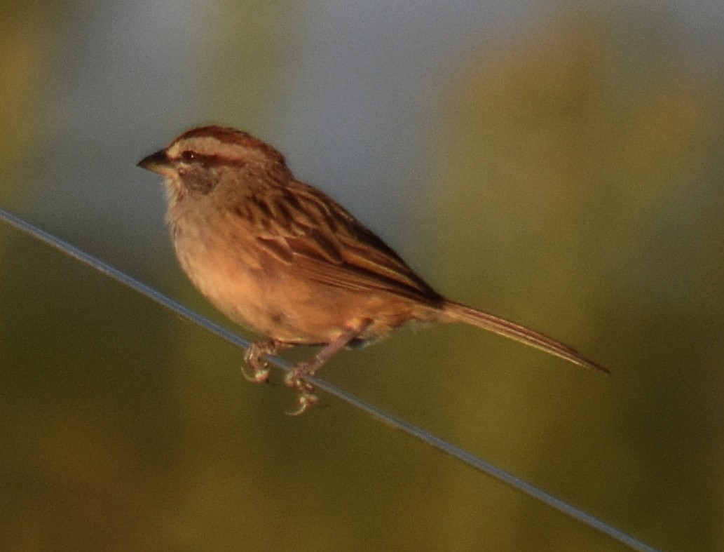 Chaco Sparrow - ML213650471