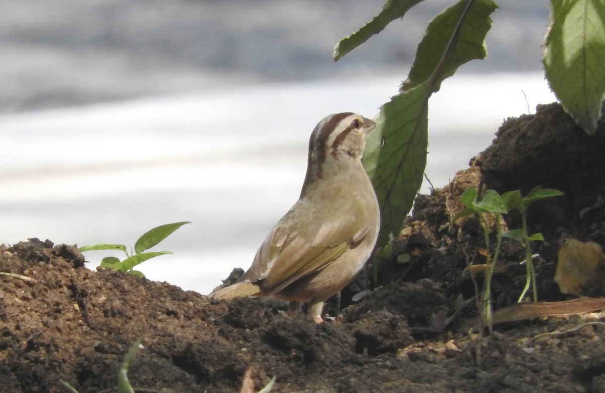 Olive Sparrow (Pacific) - Noam Markus