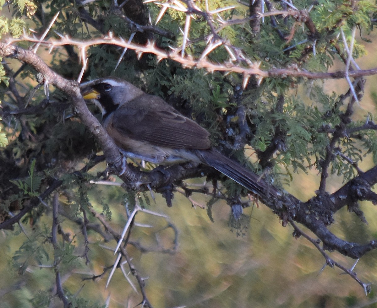 Many-colored Chaco Finch - ML213650761