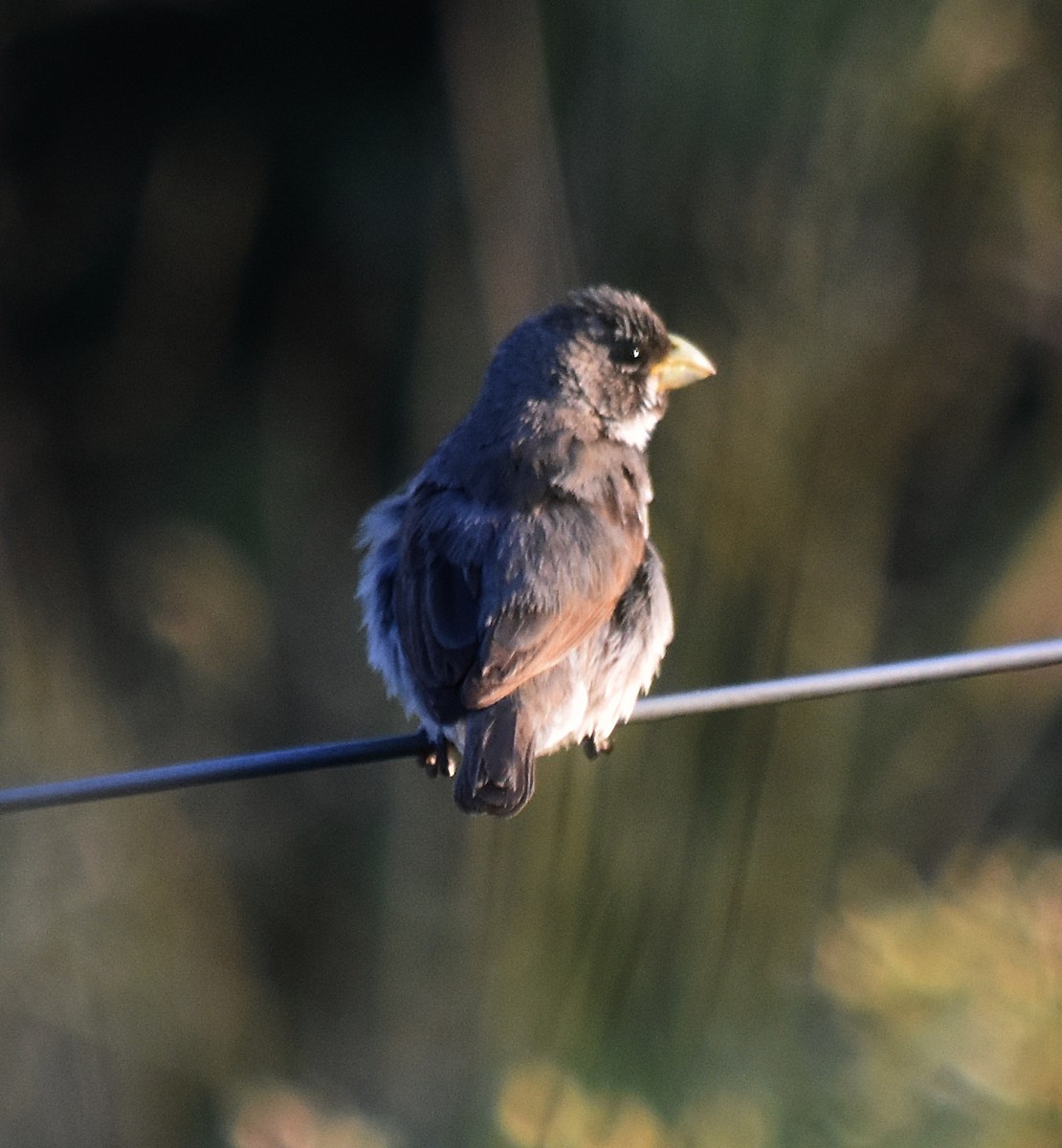 Double-collared Seedeater - ML213650781