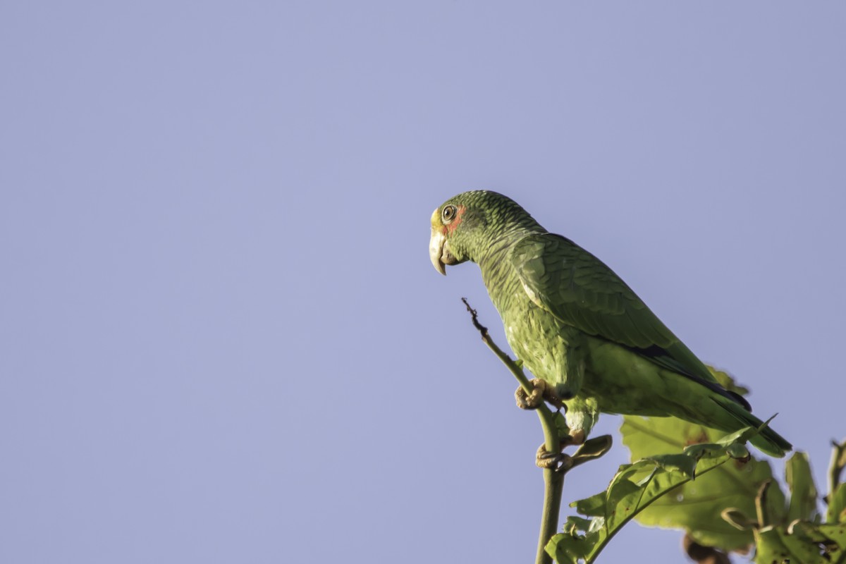 Yellow-lored Parrot - ML213653041