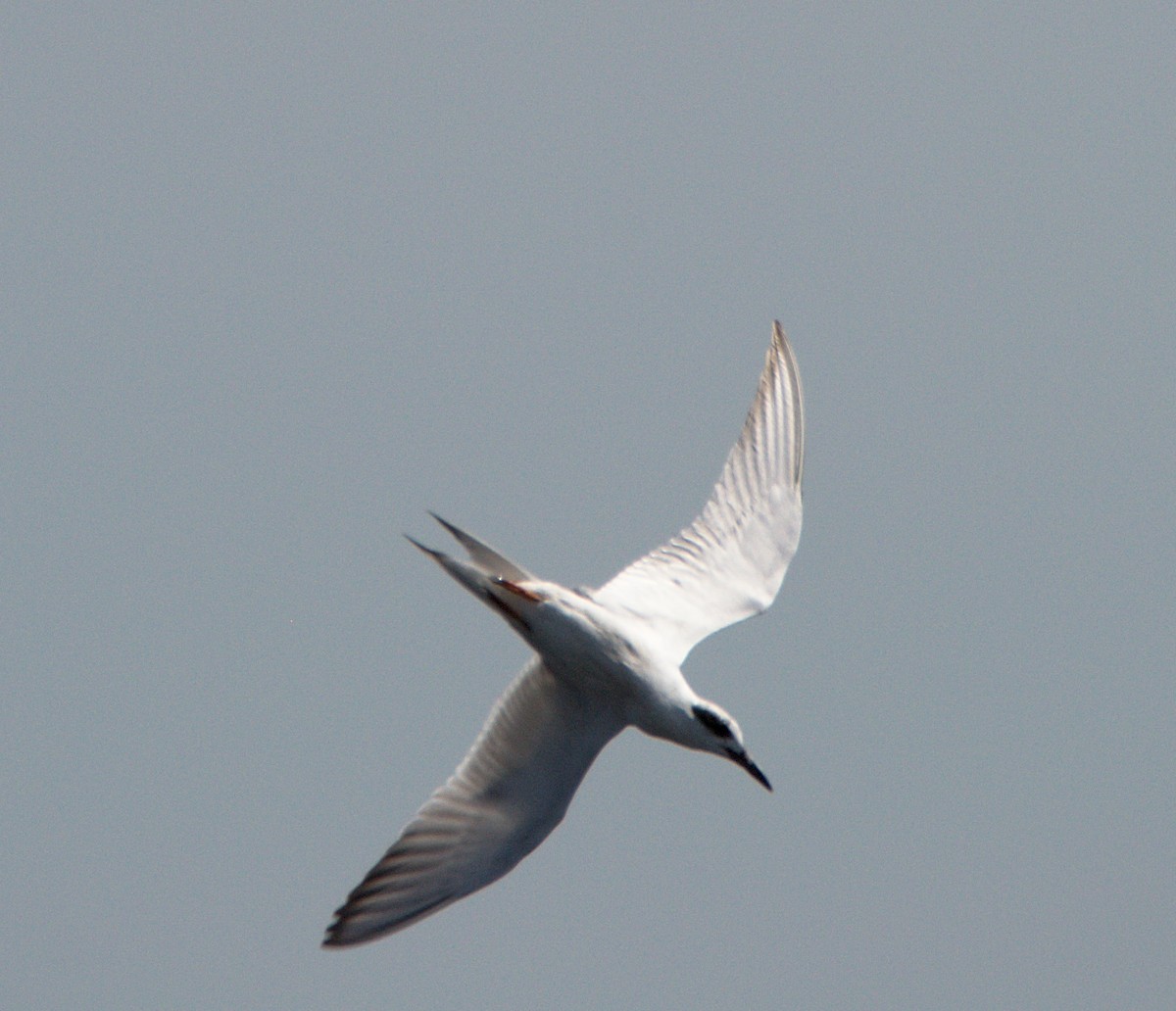 Forster's Tern - Kerry Loux