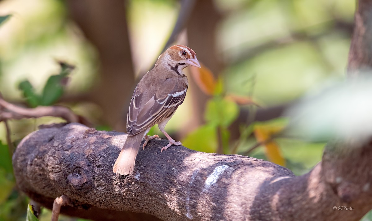 Chestnut-crowned Sparrow-Weaver - Shailesh Pinto