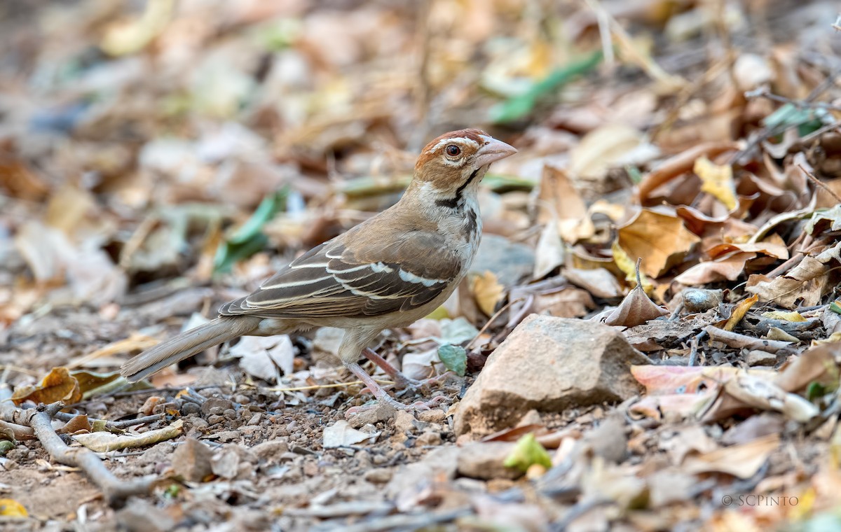 Chestnut-crowned Sparrow-Weaver - ML213656991