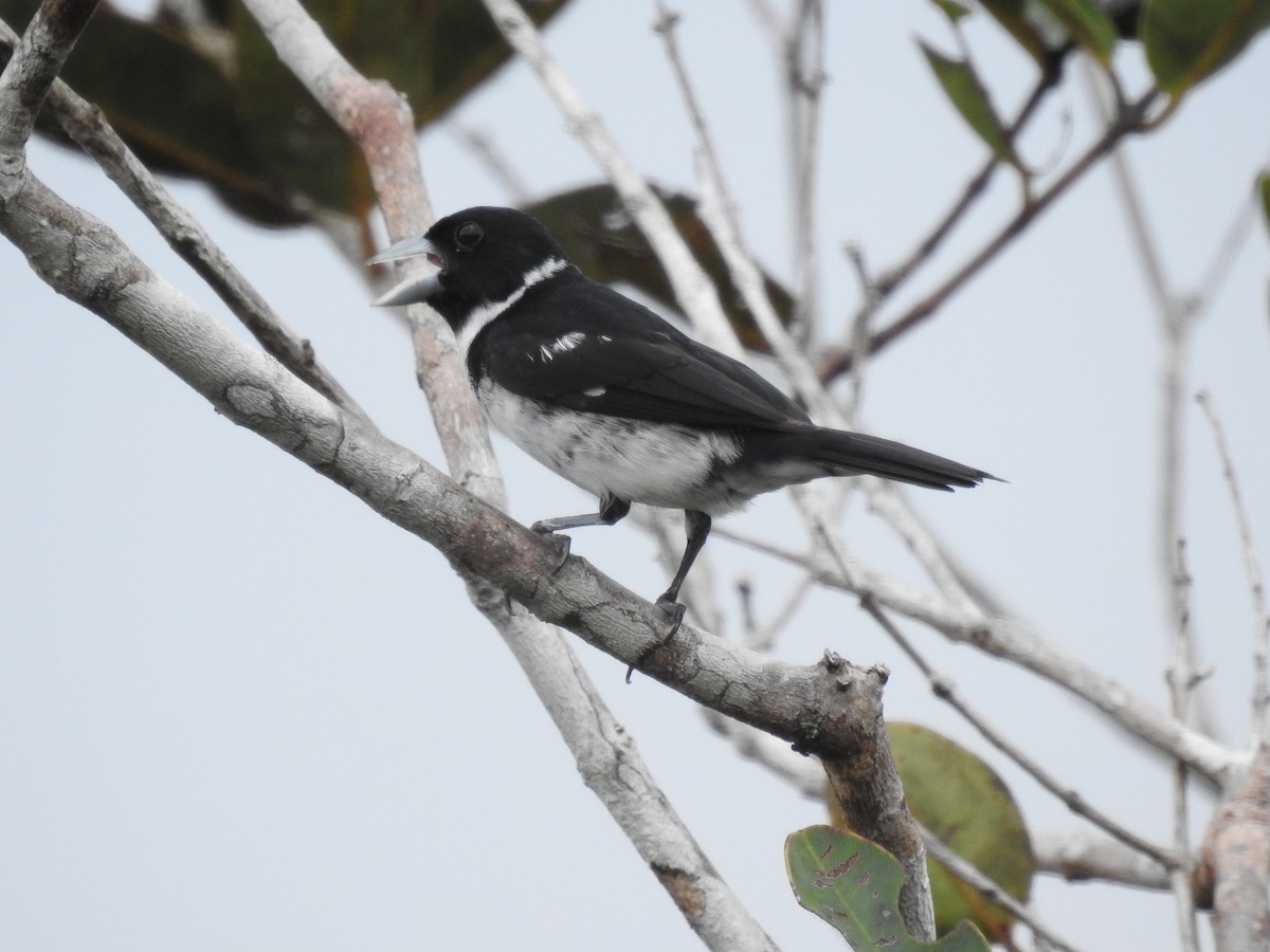White-naped Seedeater - ML213658861