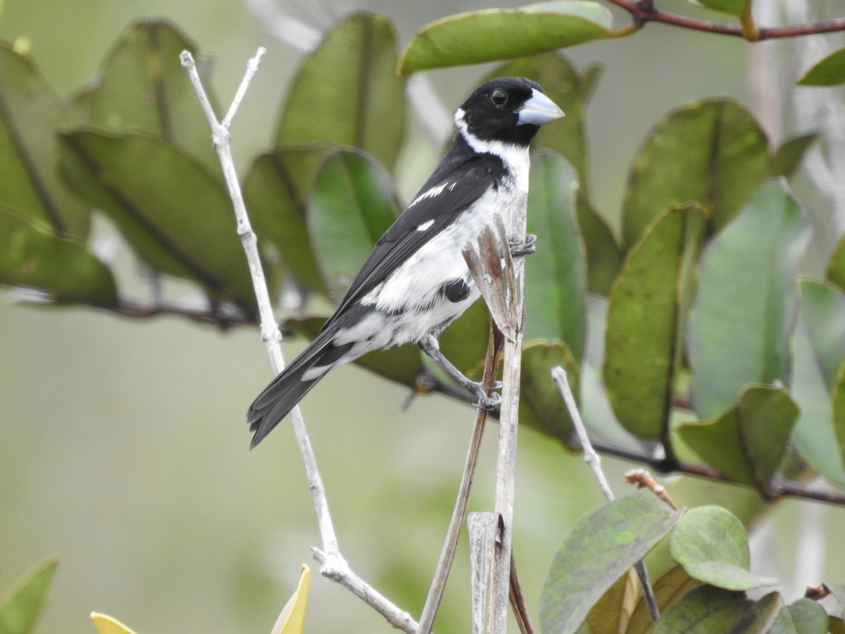 White-naped Seedeater - ML213659441