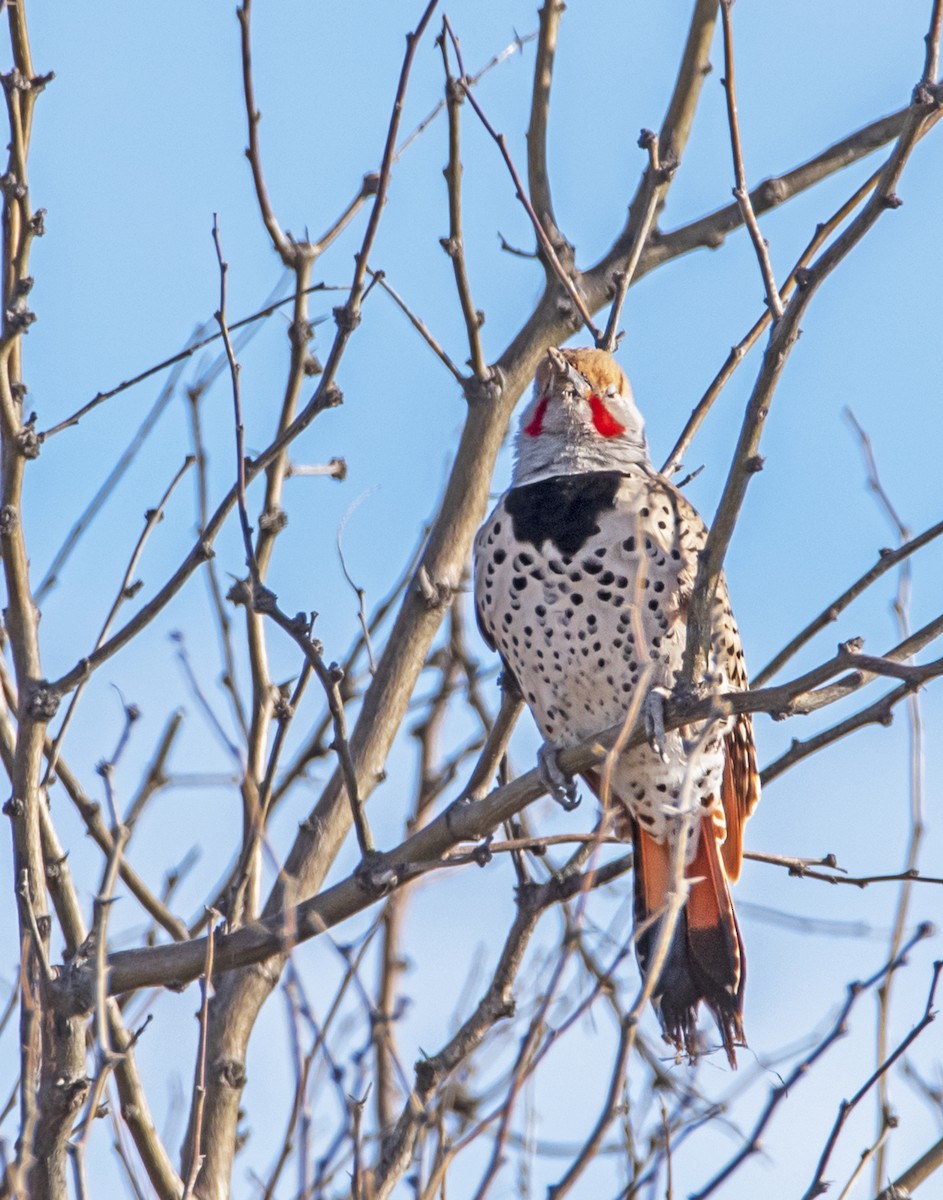 Northern Flicker (Red-shafted) - ML213659901