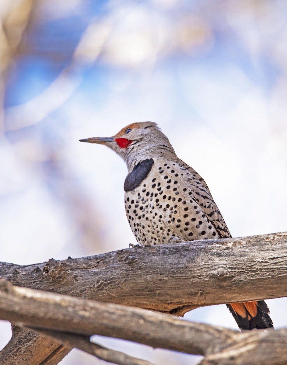 Northern Flicker (Red-shafted) - james poling