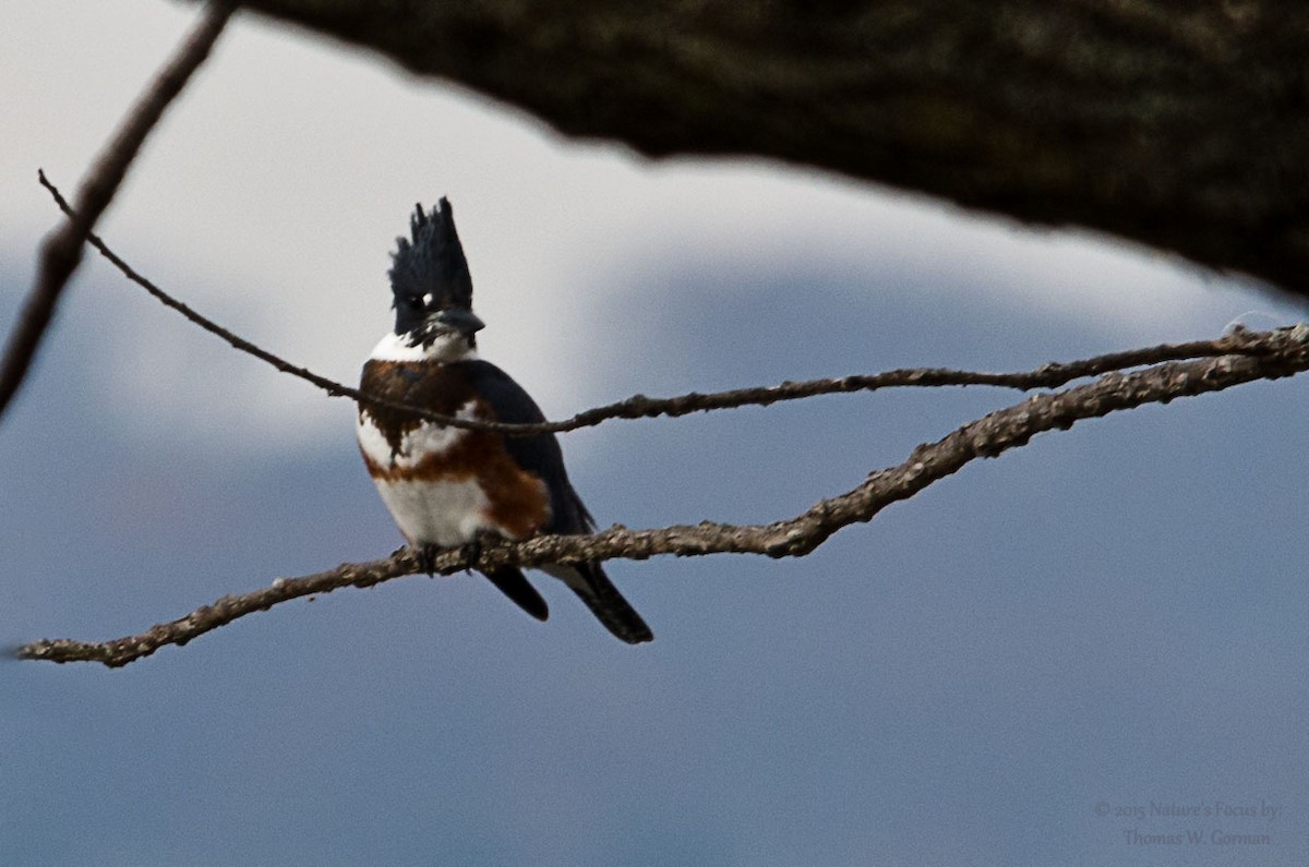 Belted Kingfisher - ML21366071