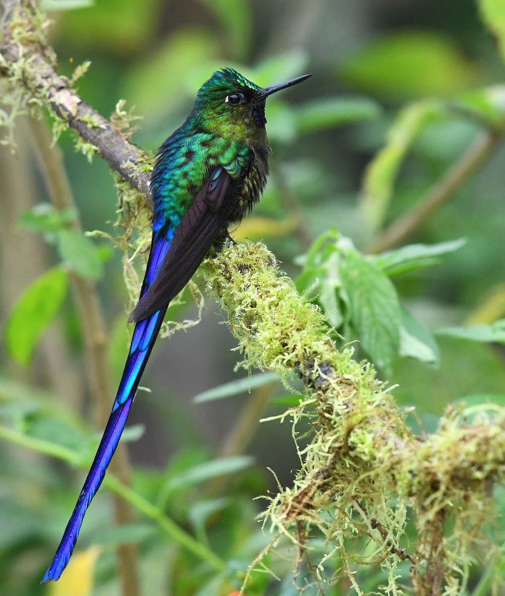 Violet-tailed Sylph - ML213662791