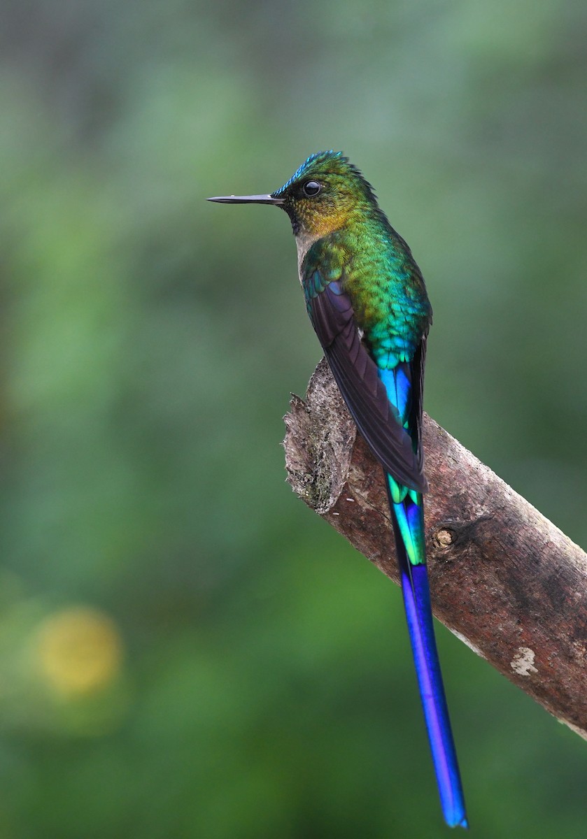 Violet-tailed Sylph - ML213662891