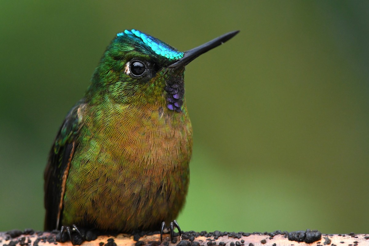 Violet-tailed Sylph - ML213663001