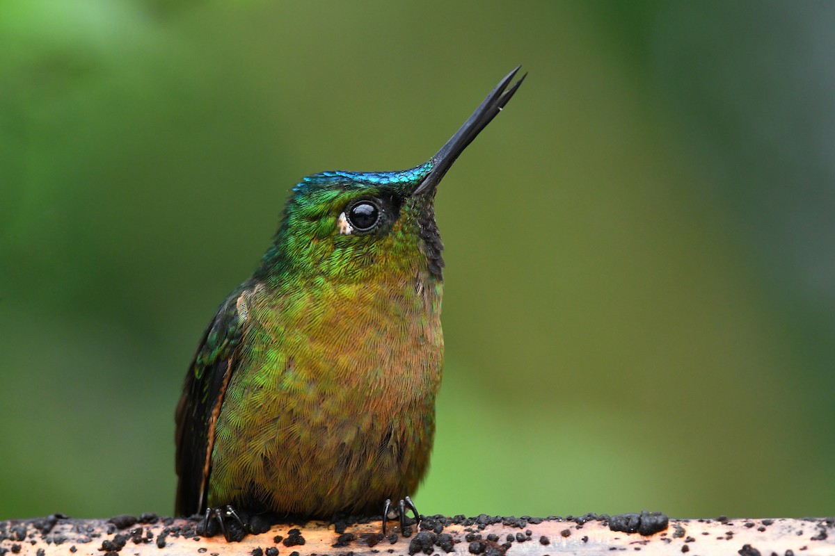 Violet-tailed Sylph - ML213663071