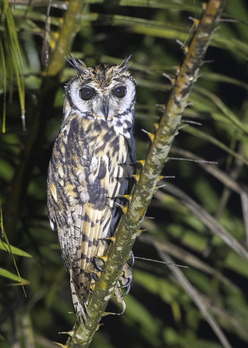 Striped Owl - Guillermo  Saborío Vega