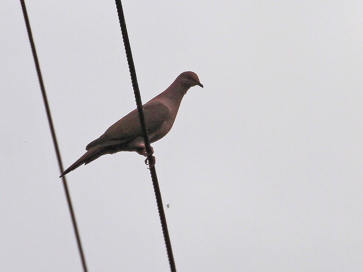 Pigeon vineux (groupe purpureotincta) - ML213665381