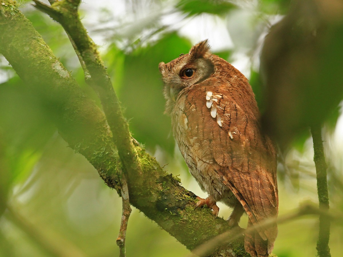 Tropical Screech-Owl - Carl Poldrack