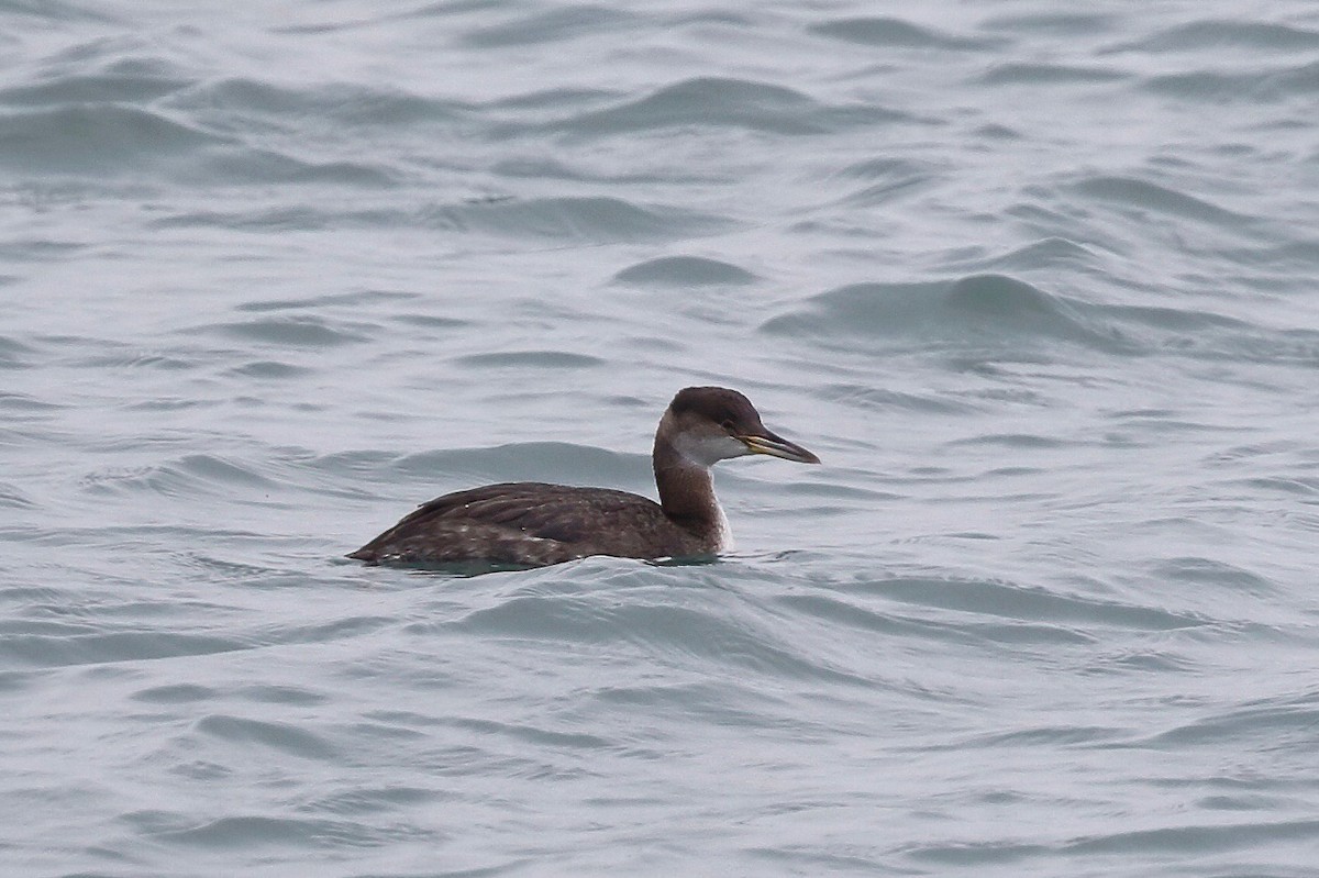 Red-necked Grebe - ML213666301