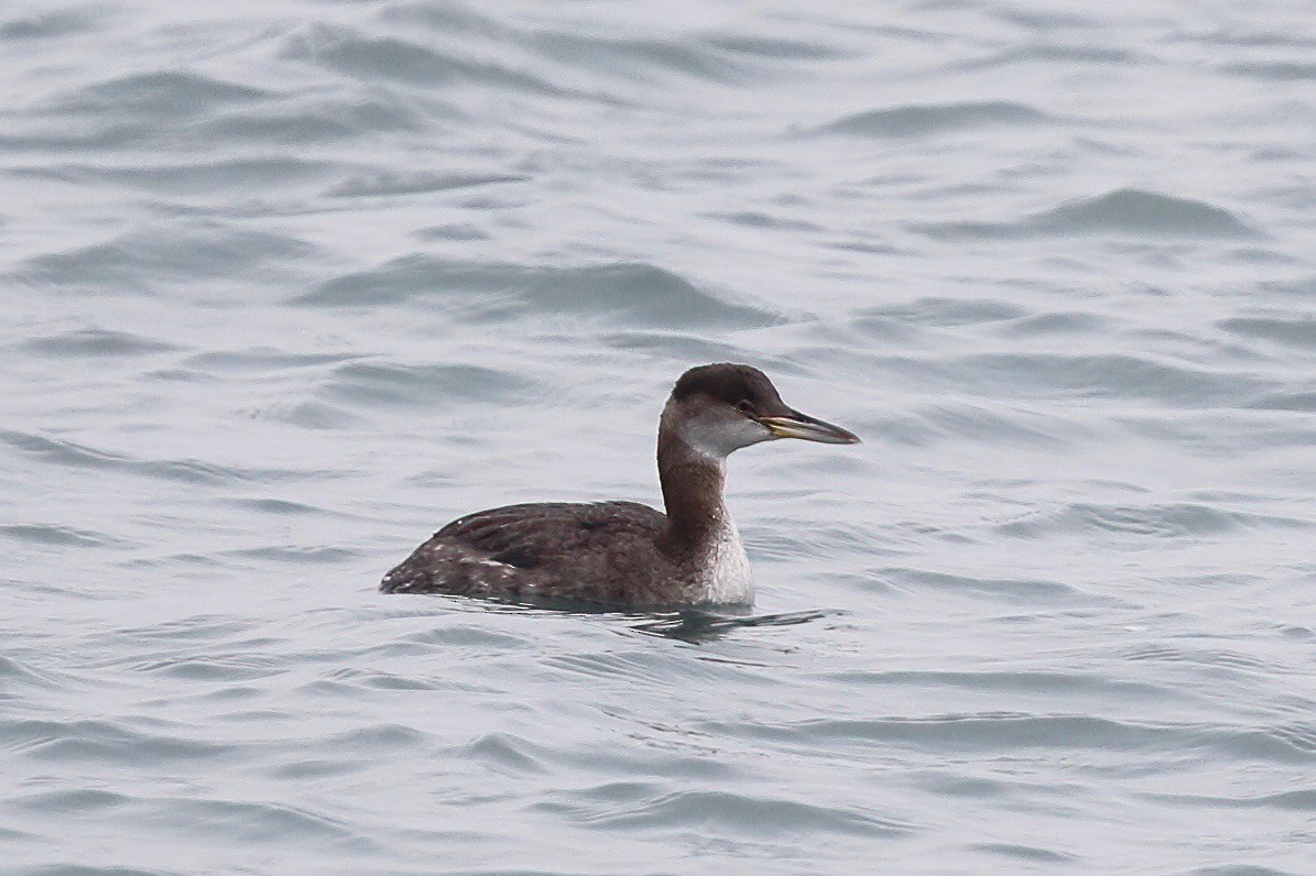 Red-necked Grebe - ML213666321
