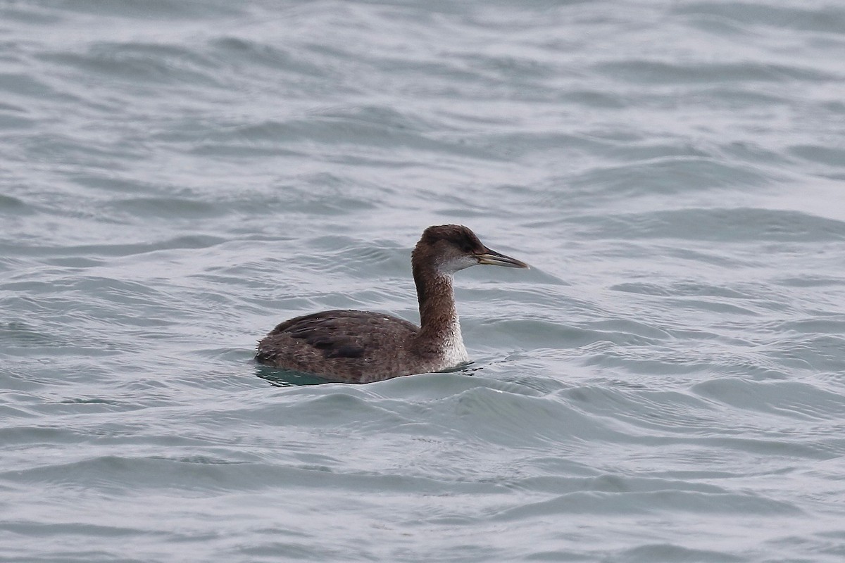 Red-necked Grebe - ML213666331