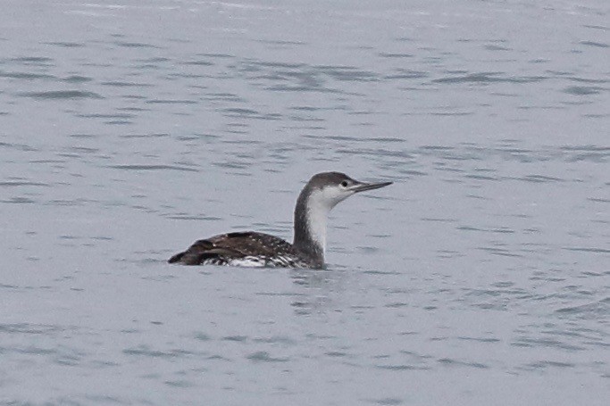 Red-throated Loon - ML213666401