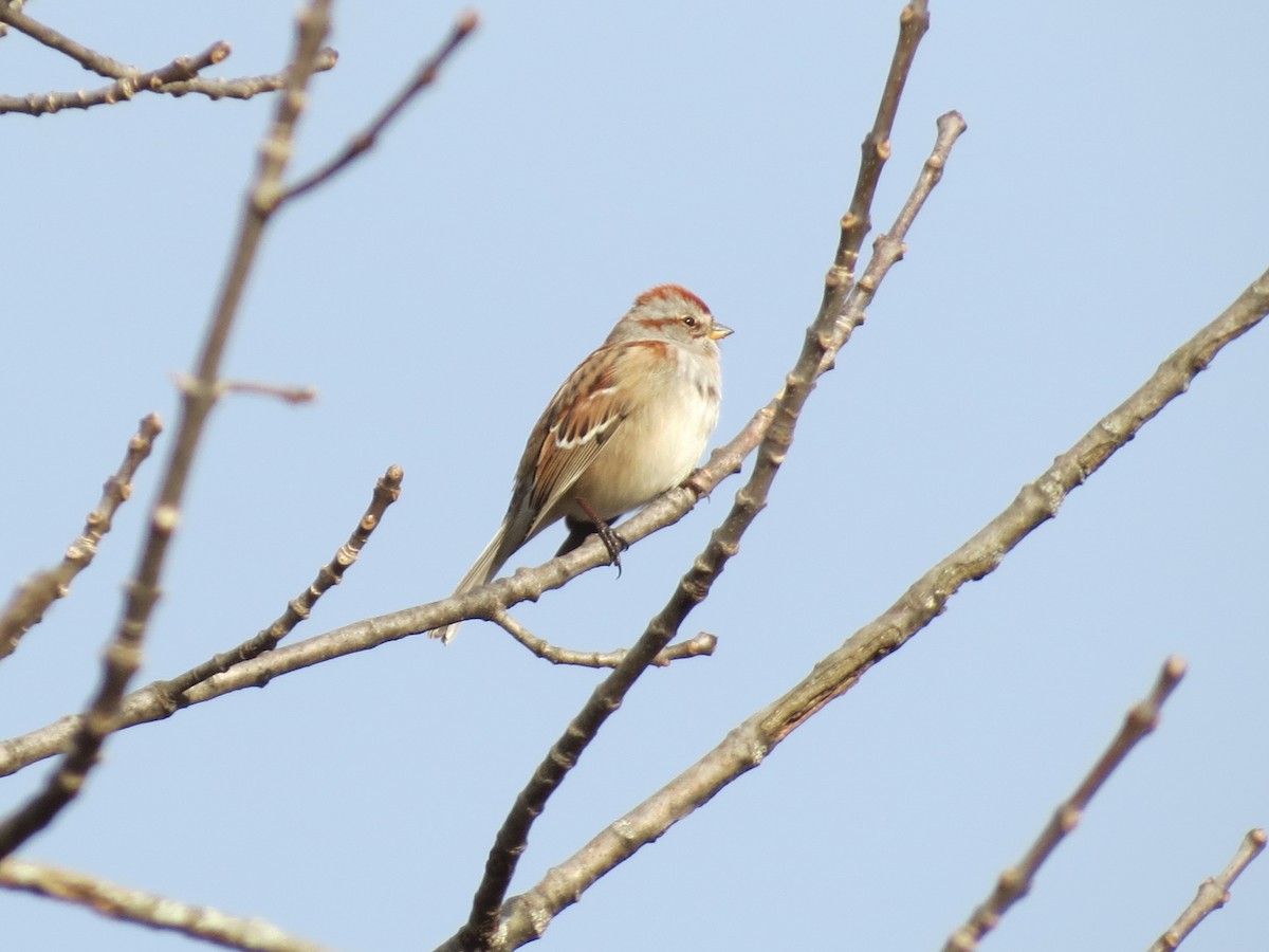 American Tree Sparrow - Janice Farral