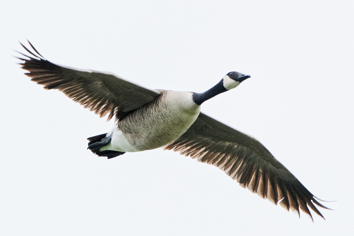 Canada Goose - Susanne Meyer