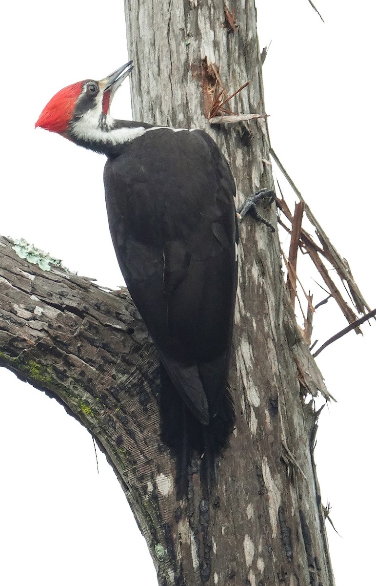 Pileated Woodpecker - ML213674351