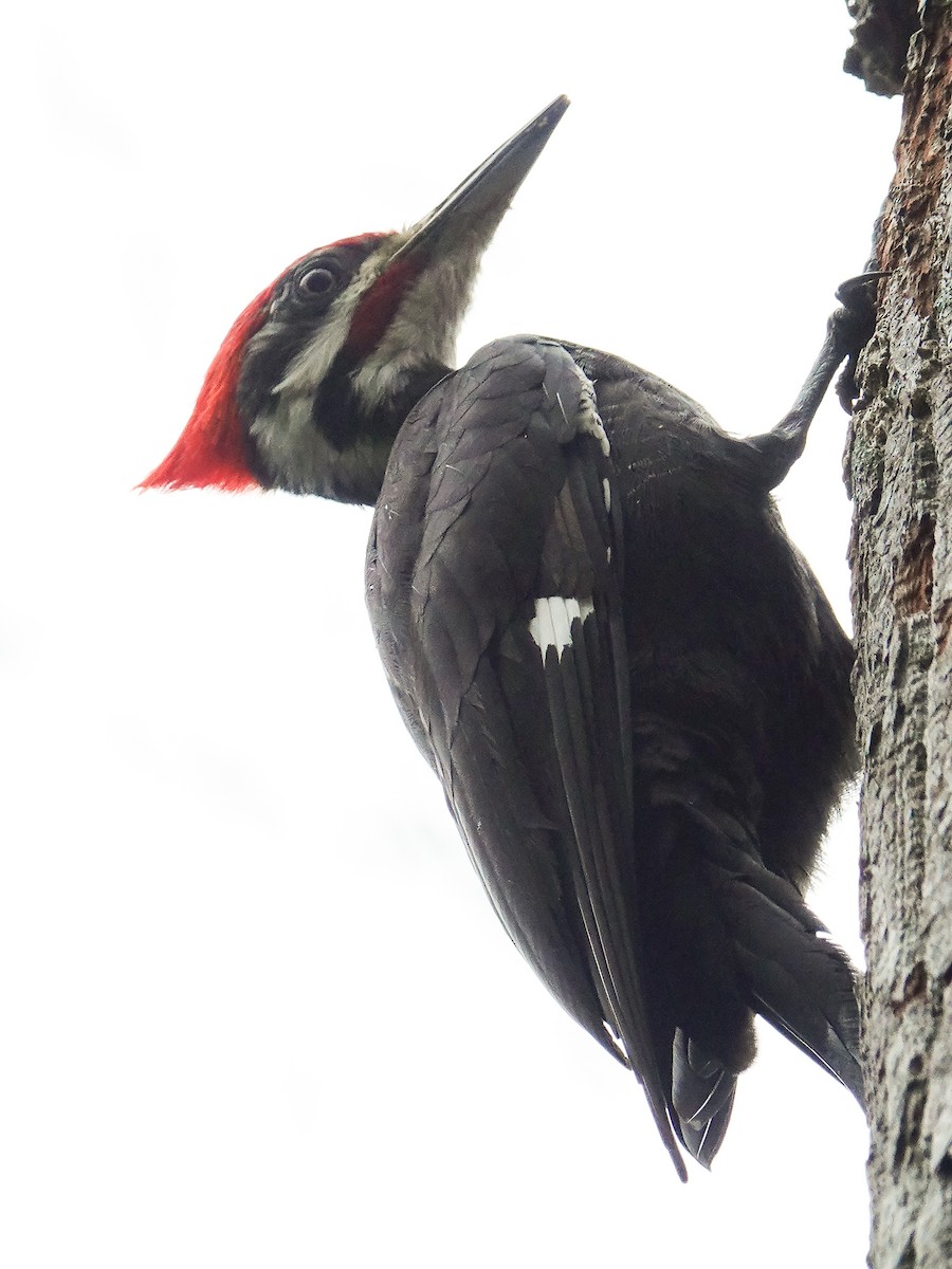 Pileated Woodpecker - ML213674381