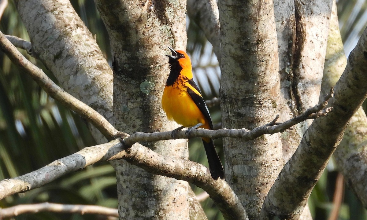 Spot-breasted Oriole - grete pasch