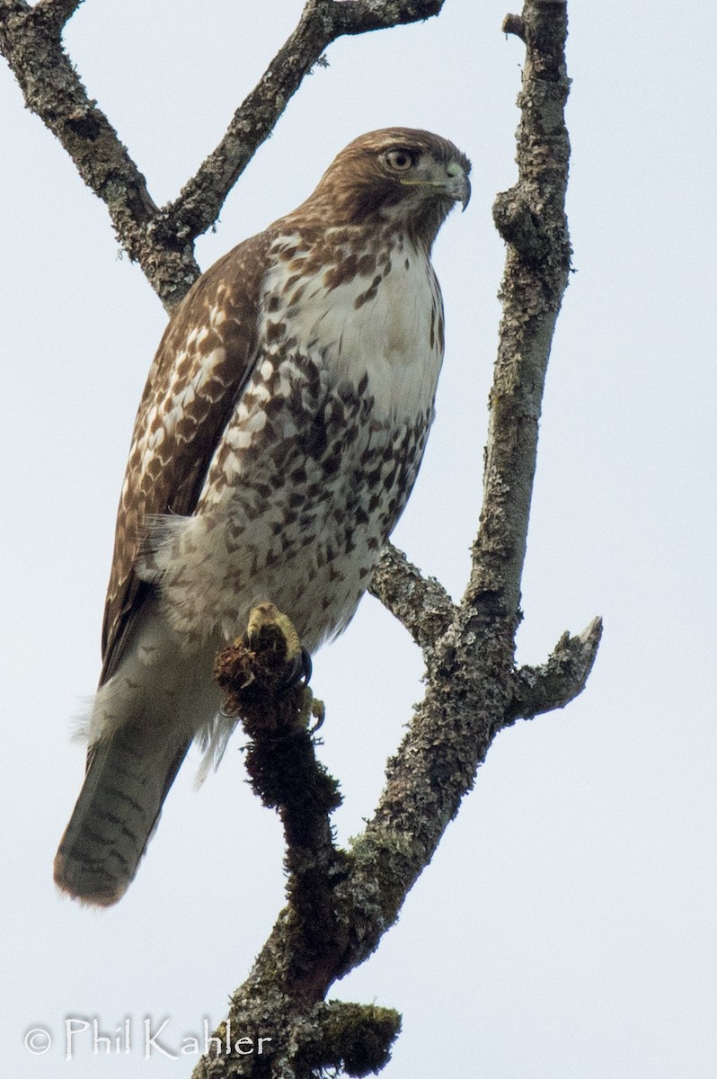 Red-tailed Hawk - ML21368351