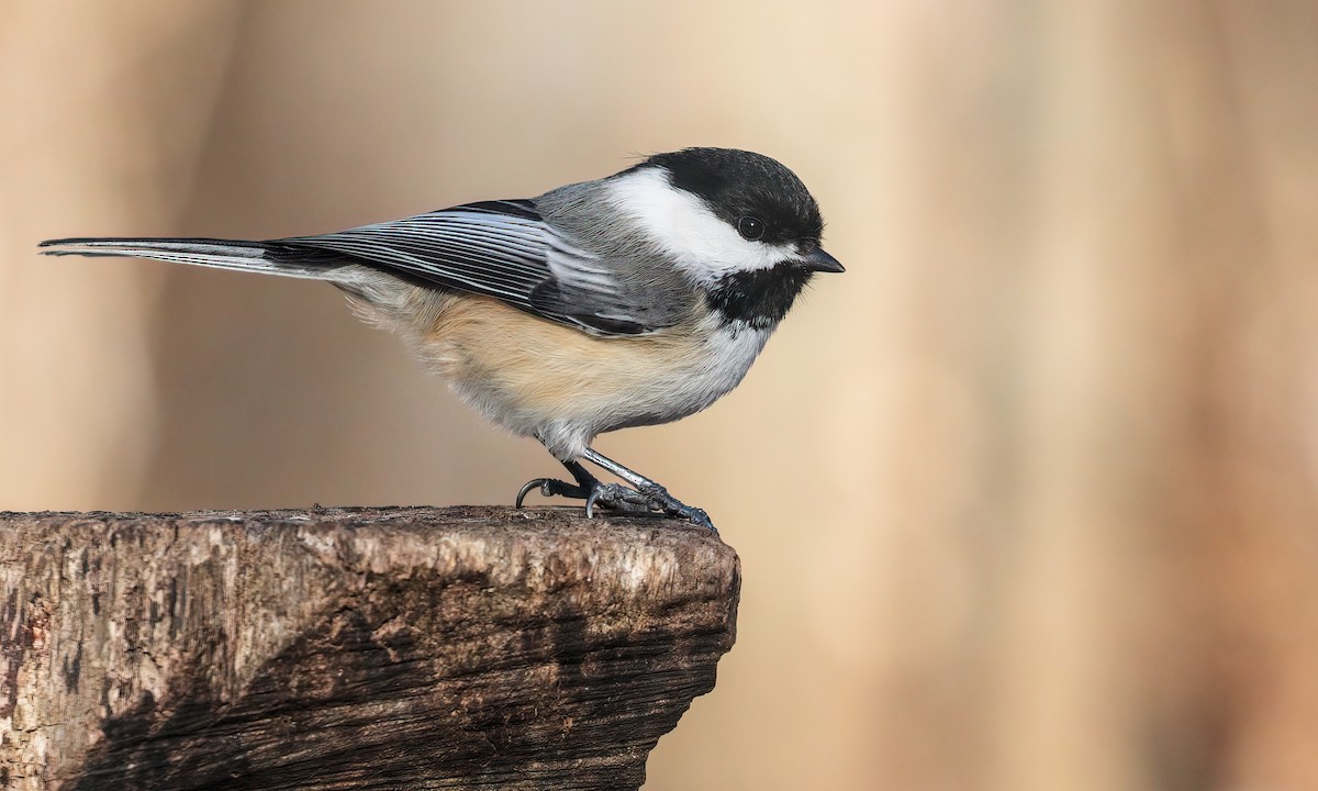 Black-capped Chickadee - Cesar Ponce