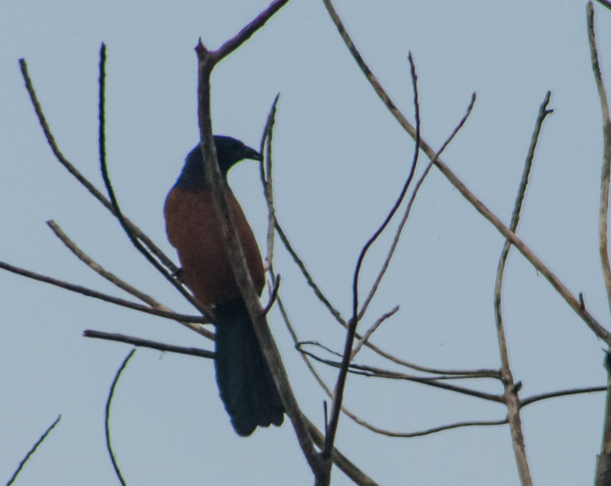 Greater Coucal - ML21368771