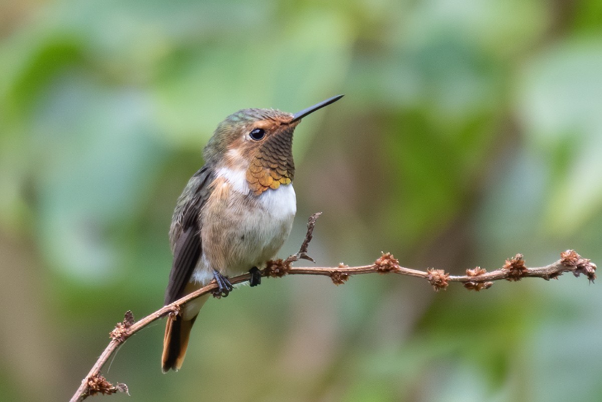 Scintillant Hummingbird - Robert Lewis