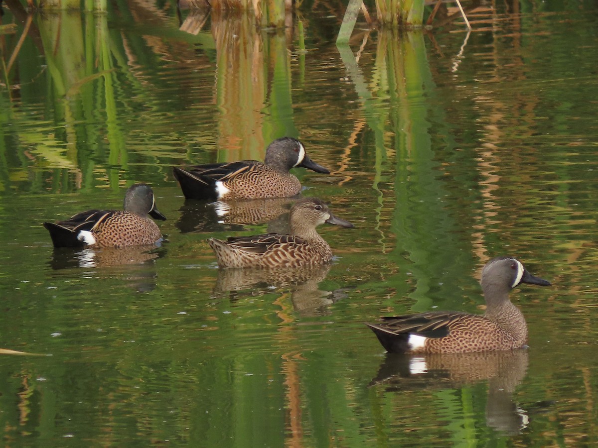 Blue-winged Teal - ML213688661