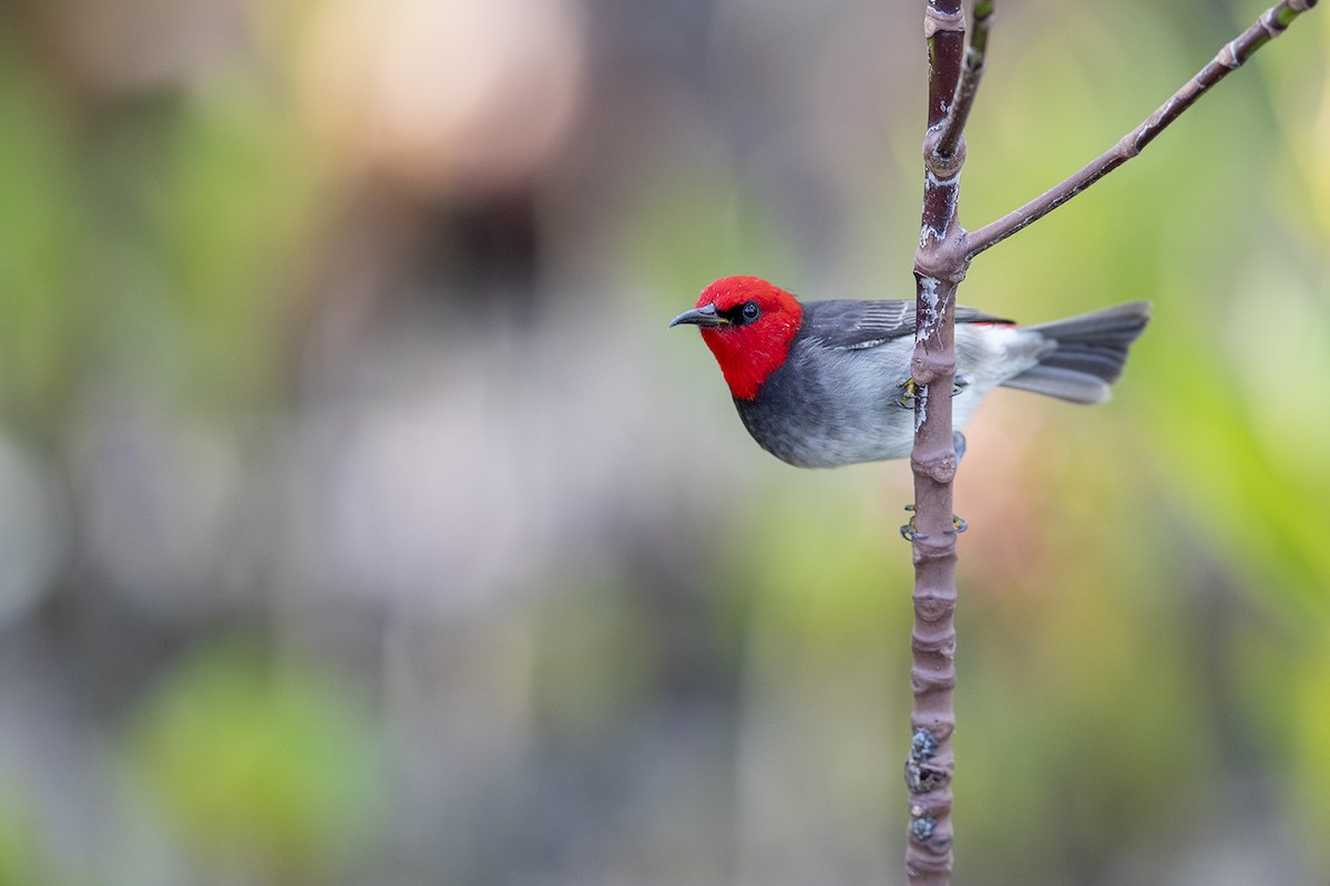 Red-headed Myzomela - Laurie Ross | Tracks Birding & Photography Tours
