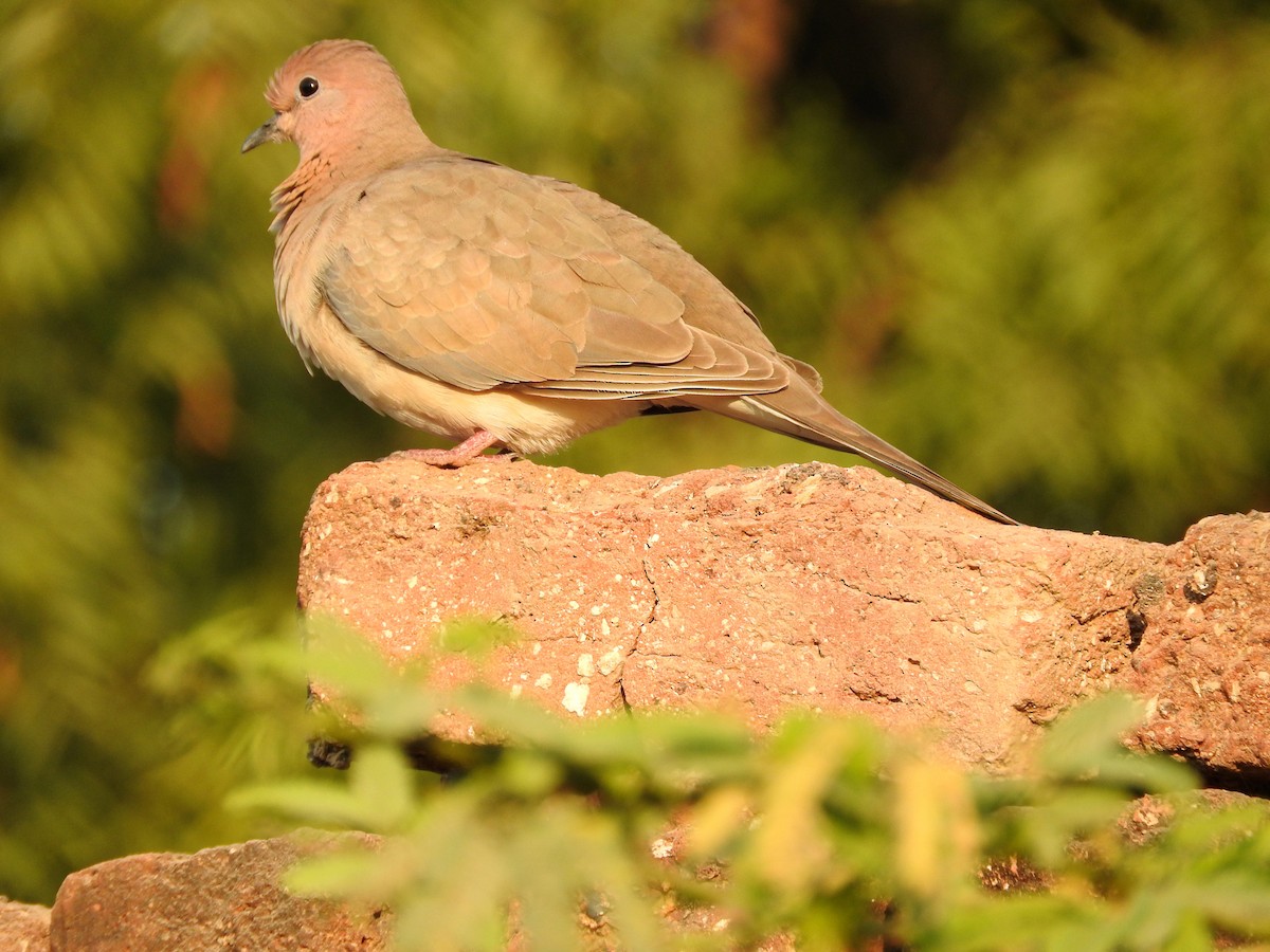 Laughing Dove - ML213691761