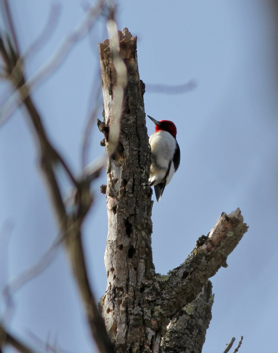 Red-headed Woodpecker - ML213692661