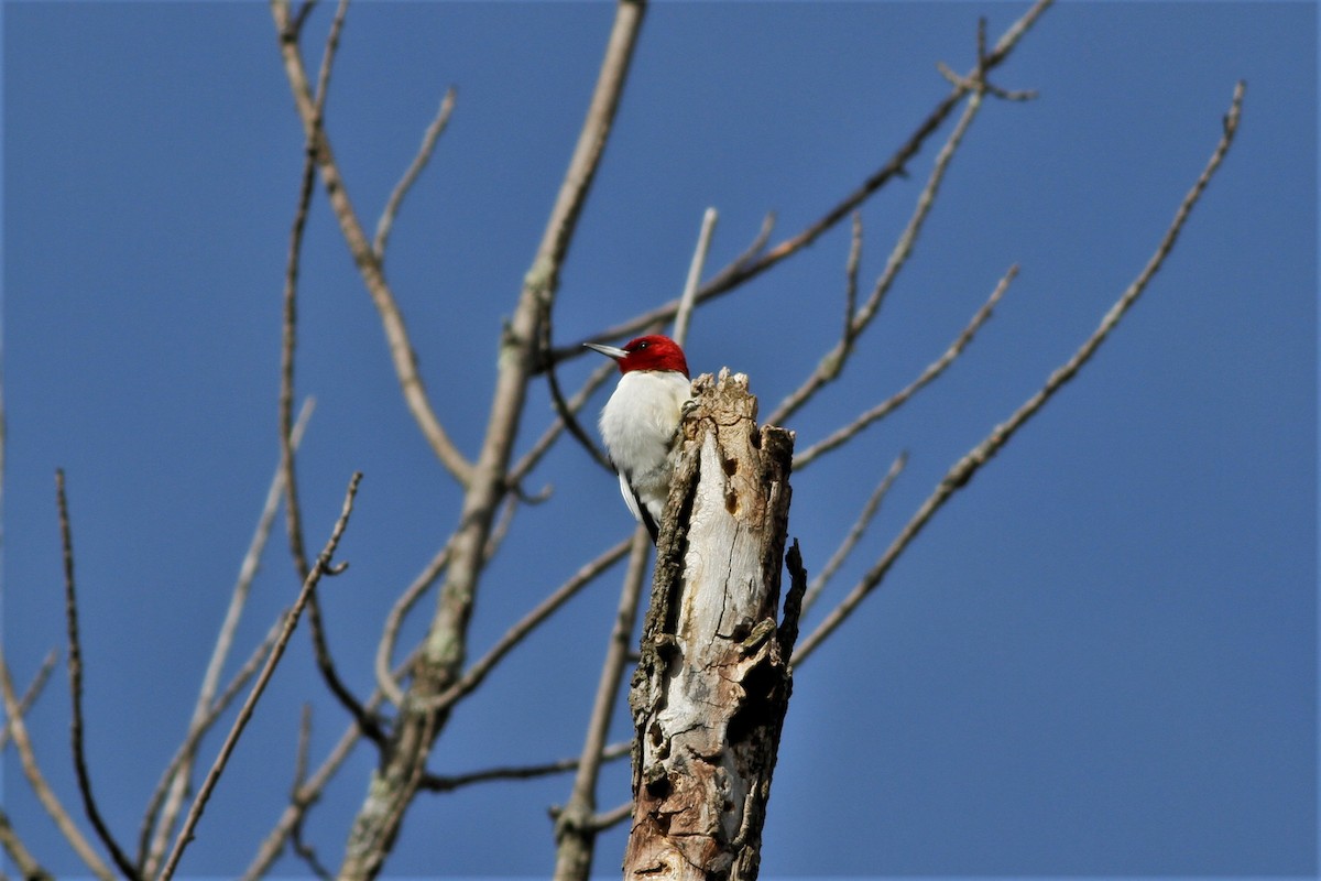 Red-headed Woodpecker - ML213692681