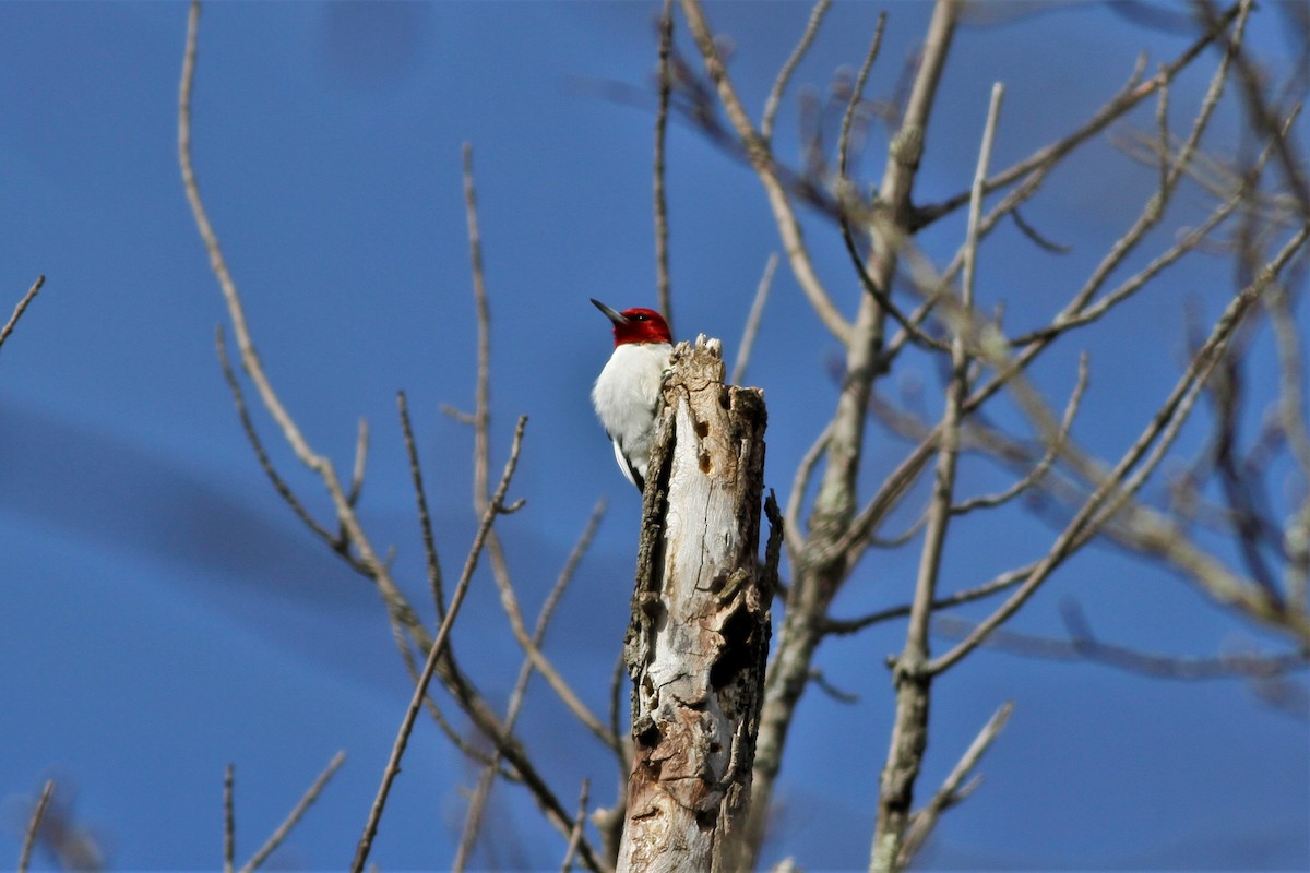 Red-headed Woodpecker - ML213692701
