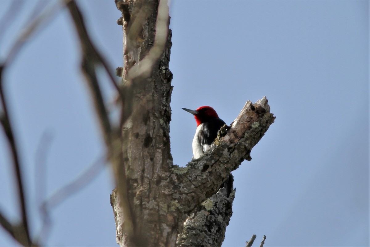 Red-headed Woodpecker - ML213692711