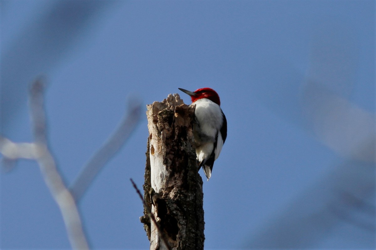 Red-headed Woodpecker - ML213692721