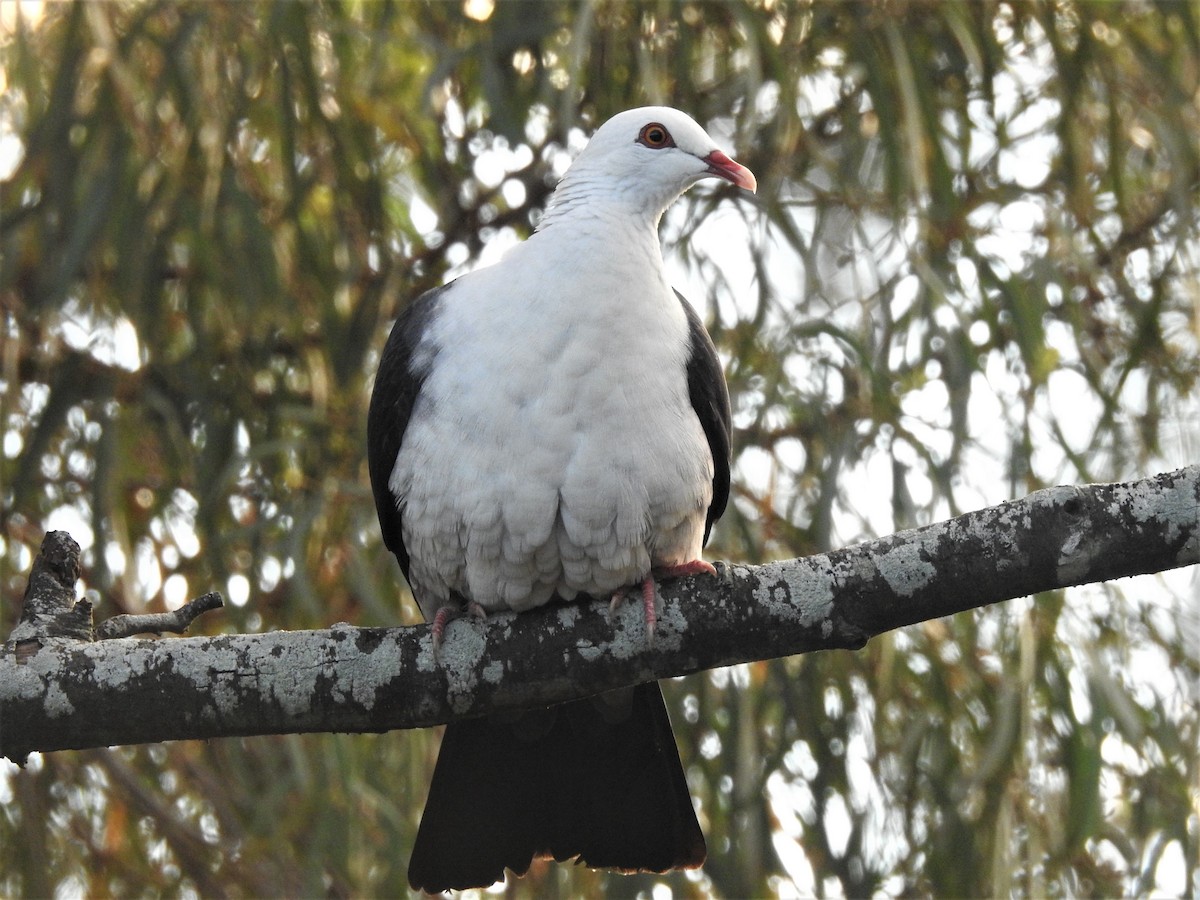 White-headed Pigeon - ML213693871