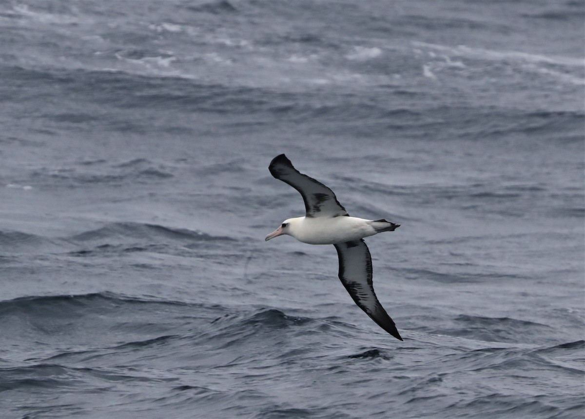 Laysan Albatross - ML213696381