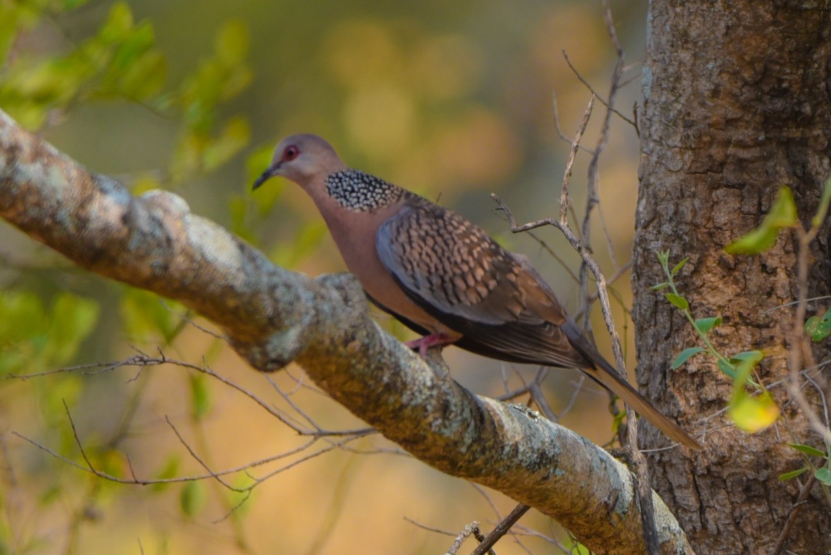 Spotted Dove - Anil Kumar