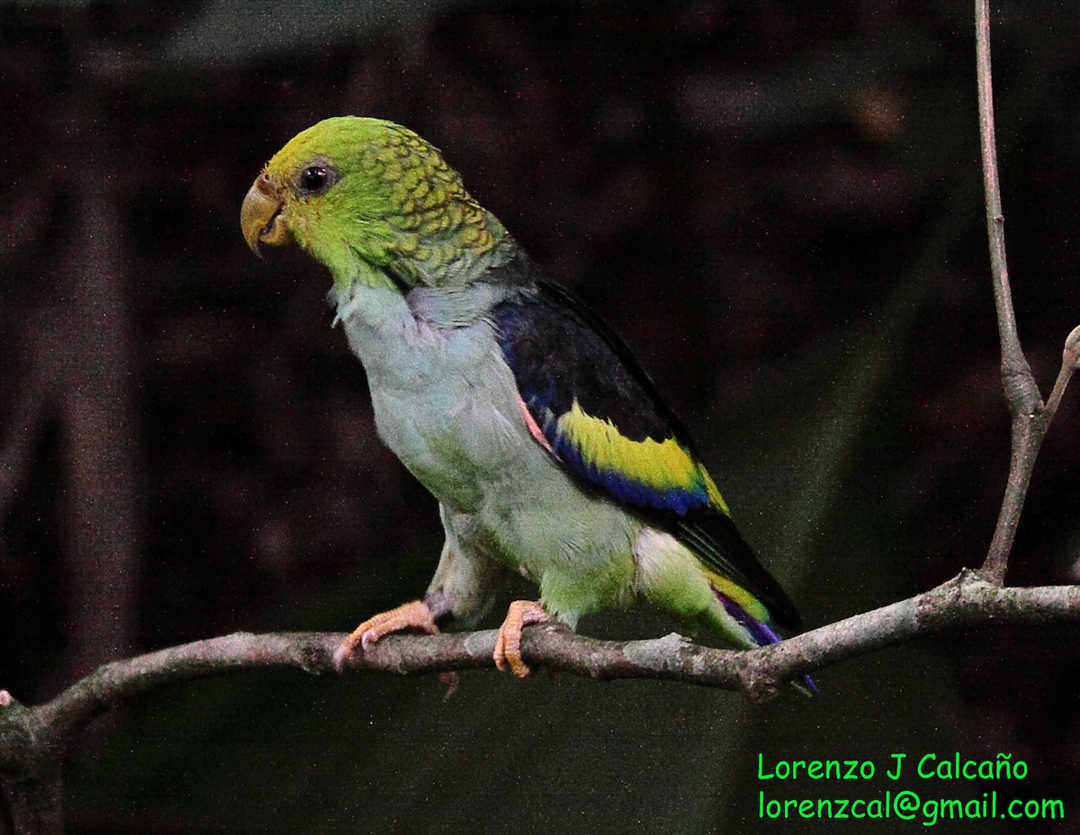 Lilac-tailed Parrotlet - ML213699041